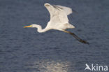 Great White Egret