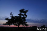 Scots Pine (Pinus sylvestris)