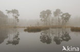 Scots Pine (Pinus sylvestris)