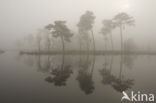 Scots Pine (Pinus sylvestris)