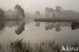 Scots Pine (Pinus sylvestris)