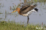 Grutto (Limosa limosa) 