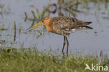 Black-tailed Godwit (Limosa limosa) 