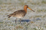 Grutto (Limosa limosa) 