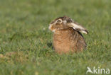 Brown Hare (Lepus europaeus)