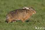 Brown Hare (Lepus europaeus)