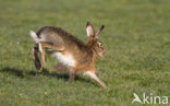 Haas (Lepus europaeus)