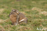 Brown Hare (Lepus europaeus)