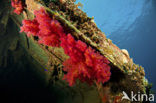 Hemprichs Soft Coral (Dendronephthya hemprichi)