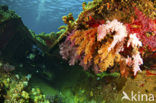 Hemprichs Soft Coral (Dendronephthya hemprichi)