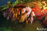 Hemprichs Soft Coral (Dendronephthya hemprichi)