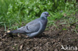 Stock Dove (Columba oenas)