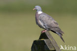 Wood Pigeon