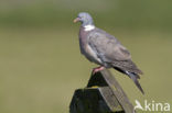 Houtduif (Columba palumbus)