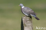 Wood Pigeon