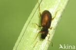 Hydraena testacea