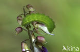 Icarusblauwtje (Polyommatus icarus)