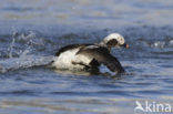 Long-tailed Duck