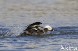 Long-tailed Duck