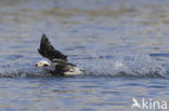 Long-tailed Duck