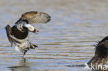 Long-tailed Duck