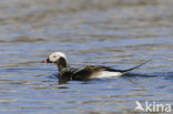 Long-tailed Duck