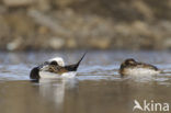 Long-tailed Duck