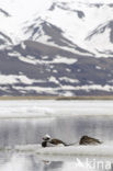 Long-tailed Duck