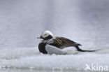 Long-tailed Duck