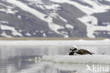 Long-tailed Duck