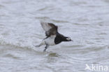 Long-tailed Duck