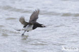 Long-tailed Duck