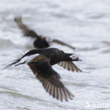 Long-tailed Duck