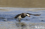 Long-tailed Duck