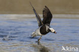 Long-tailed Duck