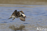 Long-tailed Duck