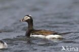 Long-tailed Duck