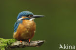 IJsvogel (Alcedo atthis)