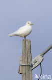 Ivory Gull (Pagophila eburnea) 