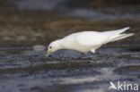 Ivory Gull (Pagophila eburnea) 