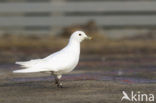 Ivory Gull (Pagophila eburnea) 