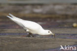 Ivory Gull (Pagophila eburnea) 