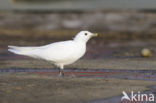 Ivory Gull (Pagophila eburnea) 