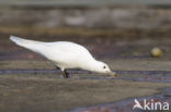 Ivory Gull (Pagophila eburnea) 