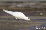 Ivory Gull (Pagophila eburnea) 