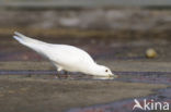 Ivory Gull (Pagophila eburnea) 