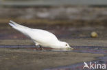 Ivory Gull (Pagophila eburnea) 
