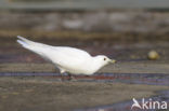 Ivory Gull (Pagophila eburnea) 