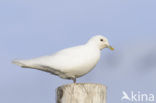 Ivory Gull (Pagophila eburnea) 