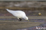 Ivory Gull (Pagophila eburnea) 